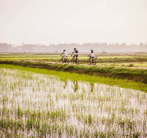 Tour tiêu chuẩn